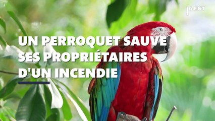 Un perroquet sauve ses propriétaires d'un incendie en les alertant, "C'est chaud"