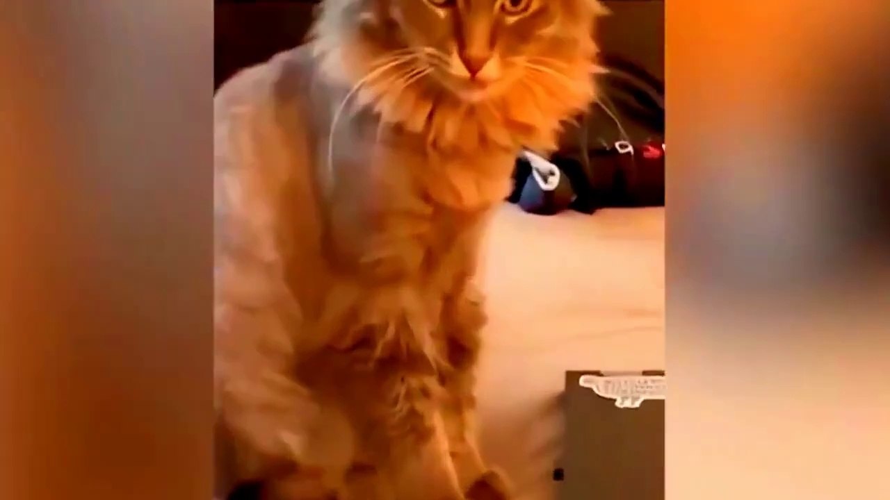 New Funny Animals Video 2023 _ Funniest Cats and Dogs Videos _ New Funny Video Of Cat And Dogs #294