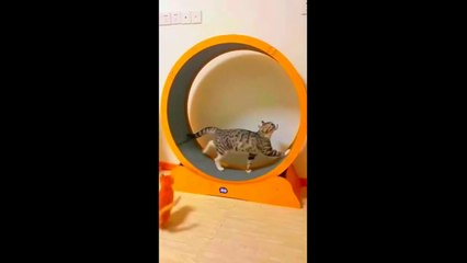 New Funny Animals Video 2023 _ Funniest Cats and Dogs Videos _ New Funny Video Of Cat And Dogs #293 (1)