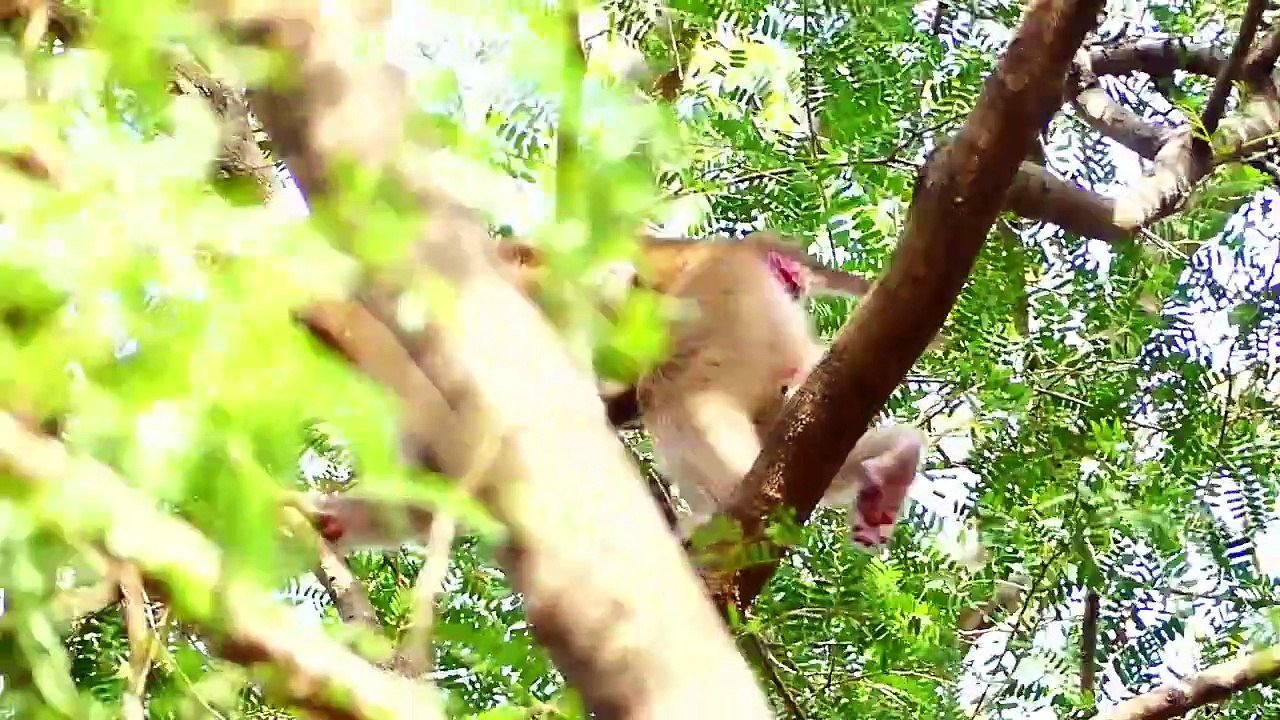 Amazing...! Mother Sarika Carrying Newborn Baby With One Hand Across Tree To Tree