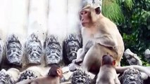 Amazing Two Babies Monkeys Hold Behind Of Mom Jump Down the Temple