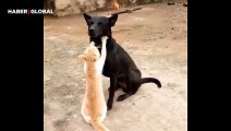 Sokak köpeğine dakikalarca masaj yapan kedi viral oldu