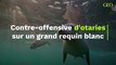 Contre-offensive d'otaries sur un grand requin blanc