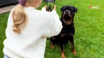 Un enfant fait une bêtise devant un Rottweiler : 356,4K personnes retiennent leur souffle (vidéo)