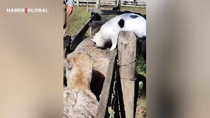 Tek tek koyunları sayan kedi kahkahaya boğdu
