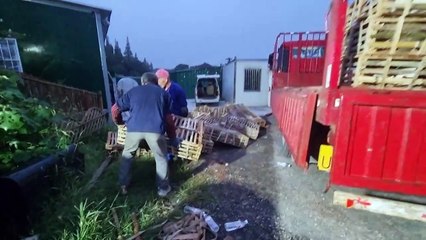 Defensores tentam impedir tráfico de carne de gato na China