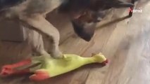Owczarek niemiecki bawi się gumowym kurczakiem. Będziesz płakać ze śmiechu (video)