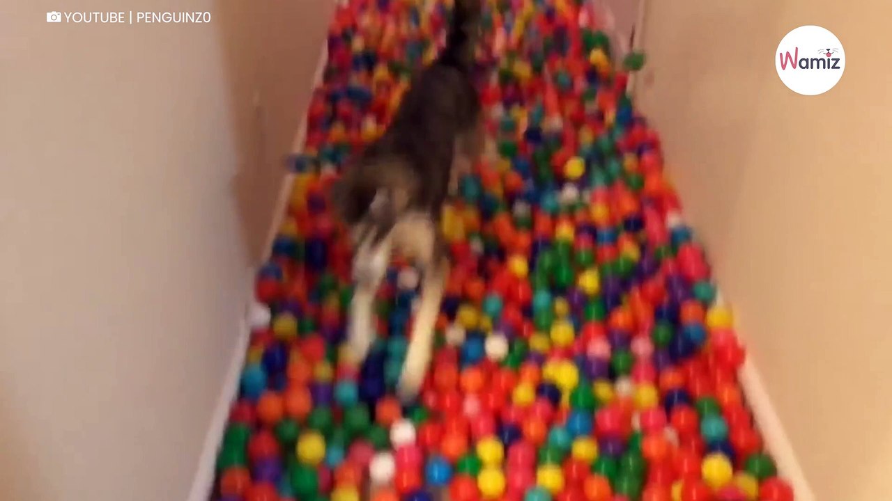 Husky bekommt ein Bällebad geschenkt und schnappt über vor Freude (Video)