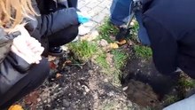 Uczniowie LZK posadzą 125 drzew w całym Włocławku na 125-lecie szkoły
