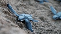 Desove de tortugas marinas en riesgo de extinción fascina a turistas de nicaragua