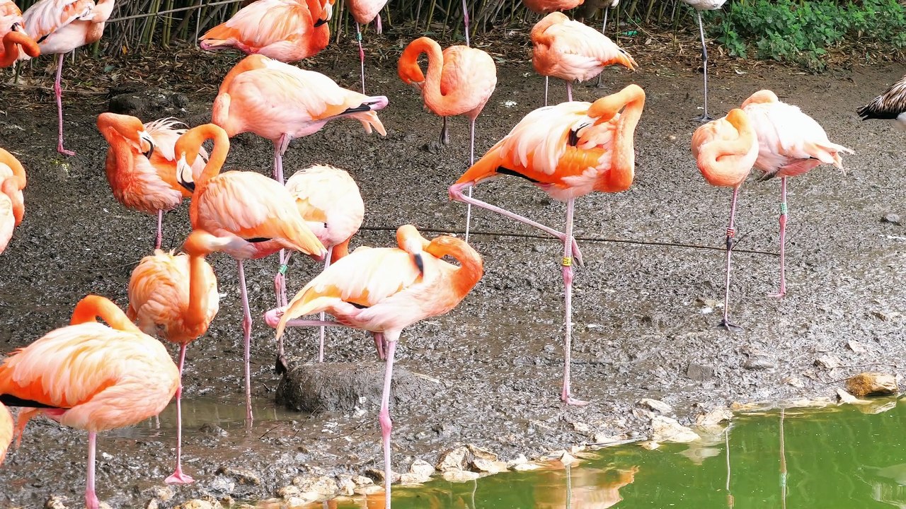 oiseaux exotiques