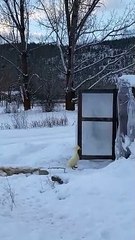 Pet Duck Is Not Impressed by Winter