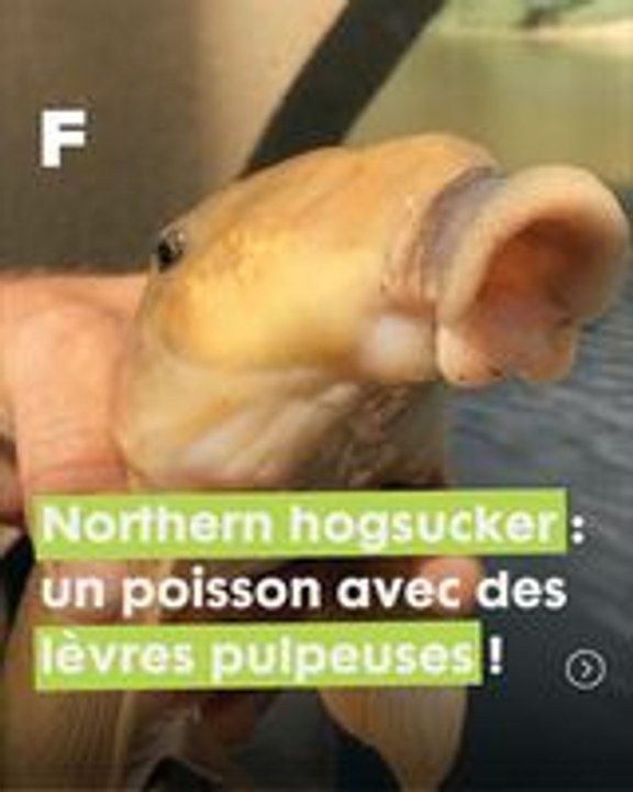 Bouche pulpeuse et capteurs sensibles : la vie fascinante du Northern Hogsucker !