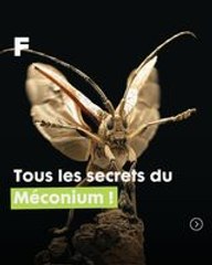 Les secrets du méconium : L'énigme fascinante des papillons et des nouveau-nés !