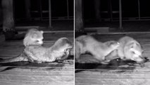 Cheeky raccoon brazenly snatches food from otter’s grasp