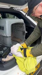 Elusive fox seen with plastic tube round its head in Gosport recovered but left with "nasty" infection