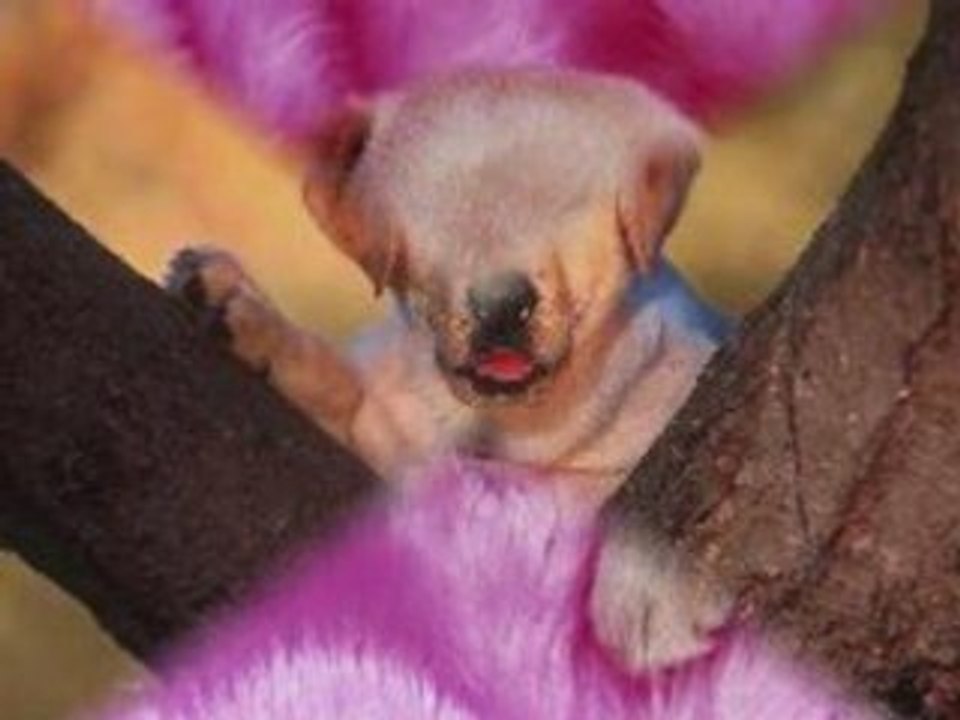 Chien