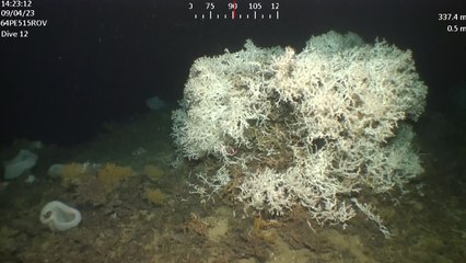 Así es el arrecife de corales de aguas profundas en el banco de Cabliers
