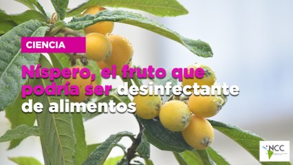 Níspero, el fruto que podría ser desinfectante de alimentos