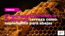 El aporte nutricional de la levadura de cerveza como suplemento para abejas