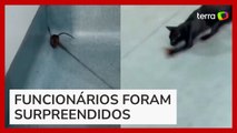 Vídeo mostra ‘briga’ entre gato e rato na Câmara de Cubatão