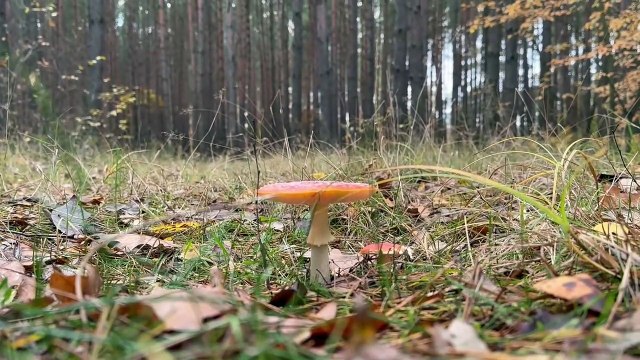 85-latek zgubił się w lesie. Poszukiwania przerwano w środku nocy