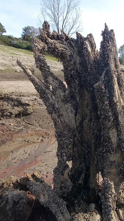 A Tree Covered By Shells