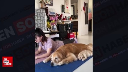 Sahibiyle spor yapan köpek