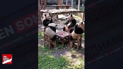 Sevimli pandaların yemek keyfi