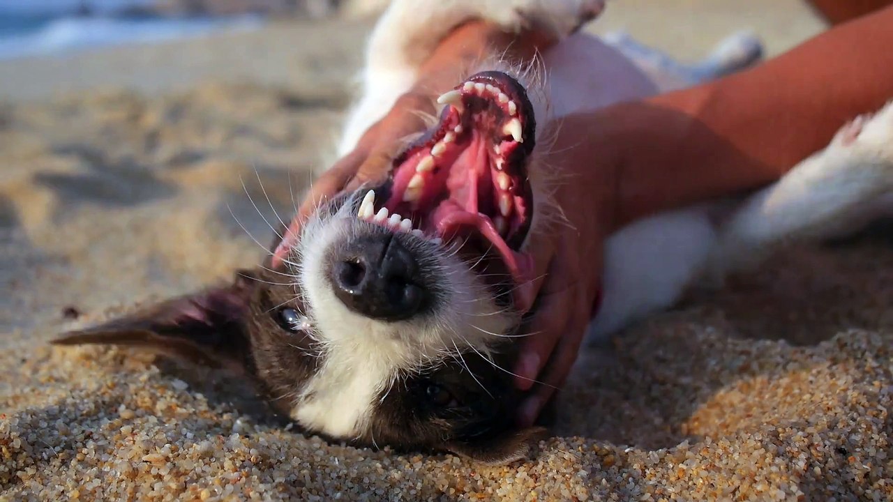 Funny Dog
