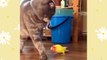 Cats and Birds Funny Moments  - Cat meme - Funny Cats - Funny Pets