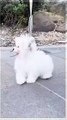 Cute Puppy On A Walk | Tiny Cuteness