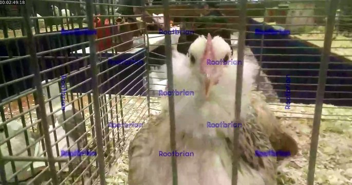 Checking out the goats, sheep, pigeons, chickens, roosters, cows and butter sculptures at the royal winter fair