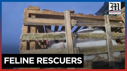 China's animal lovers fight illegal cat meat trade