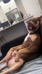 Forty Winks After Long Day Of Work