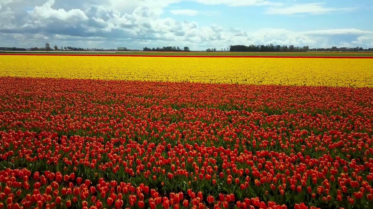 Tulips flower natural Stock video.