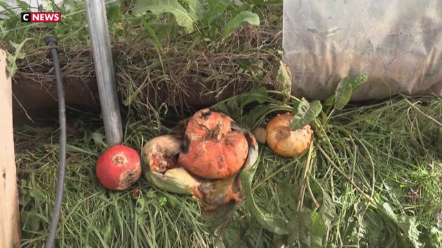 Les pertes des maraîchers en Bretagne après le passage de la tempête Ciaran
