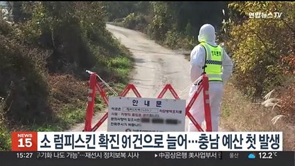 소 럼피스킨 확진 91건으로 늘어…충남 예산 첫 발생