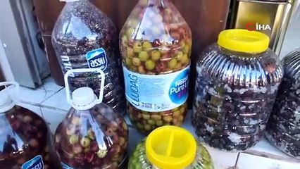 Balıkesir'de hasat edildi, ustası kırma zeytinin püf noktasını ve sırrını anlattı: 3 hafta sonunda sofralara geliyor!