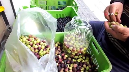 Balıkesir'de Zeytin Hasadı Başladı