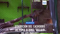 Itzae, el puma albino estrella del zoo nicaragüense Thomas Belt