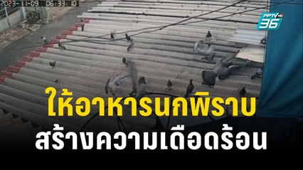 สุดทน! เพื่อนบ้านให้อาหารนกพิราบสร้างความเดือดร้อน | เข้มข่าวค่ำ | 11 พ.ย. 66