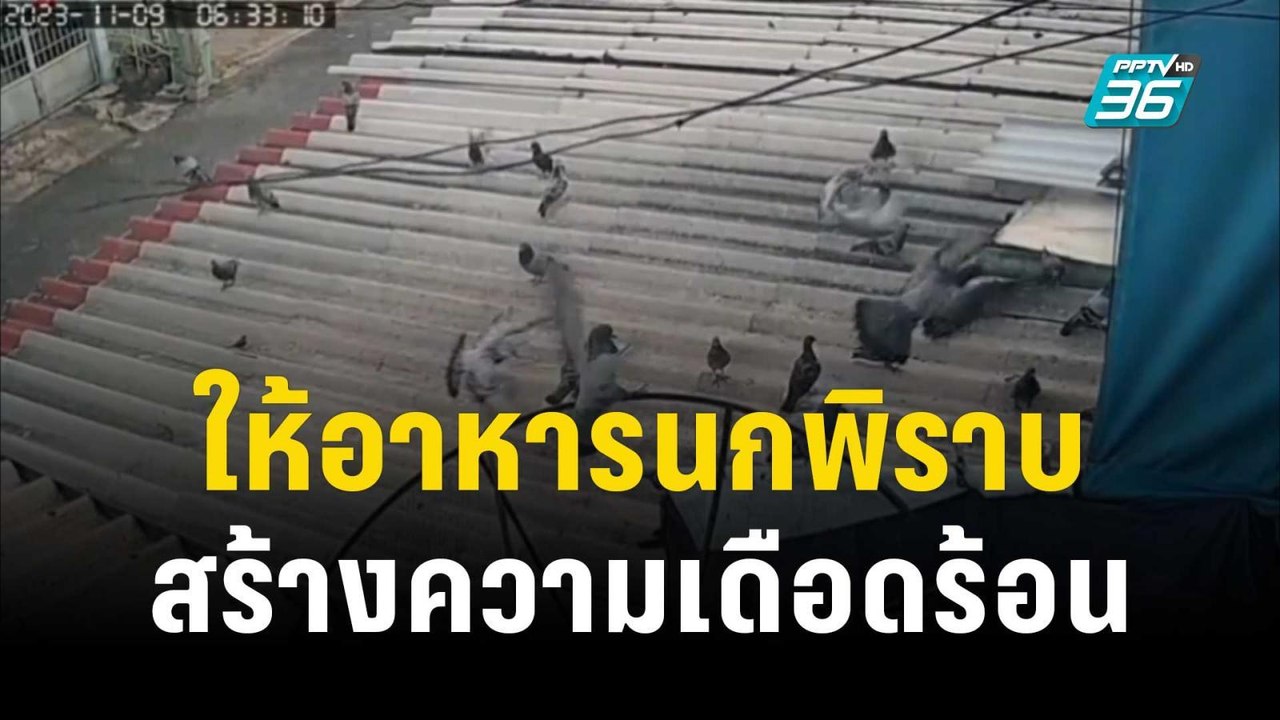 สุดทน! เพื่อนบ้านให้อาหารนกพิราบสร้างความเดือดร...
