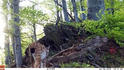 Rysie wędrówki po Polsce