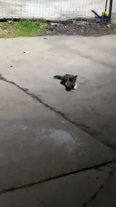 A Game Of Cat And Mouse