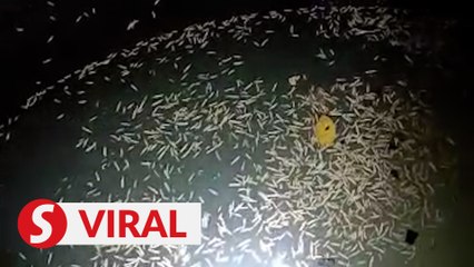 Water tank found infested with maggots at UMS student residence