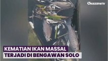 Diduga Dampak Blooming Eceng Gondok, Kematian Ikan Massal Terjadi di Bengawan Solo