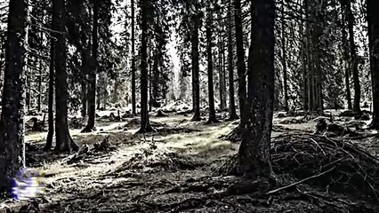 La Criatura (Relatos De Terror)