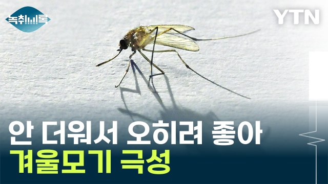 한여름보다 많은 모기...수치로도 증명 [Y녹취록] / YTN