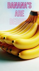 Bananas - The Scientific Berries: